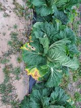 팜모닝 배추·결구기 농작업 게시글 이미지