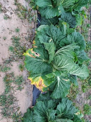 가물치님의 배추 · 결구기 농작업 작성글 사진