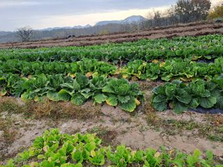 가물치님의 배추 · 결구기 농작업 작성글 사진