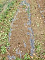 팜모닝 11월 내 작물 자랑하기·참여글 게시글 이미지