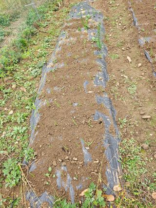 이원복님의 11월 내 작물 자랑하기 · 참여글 작성글 사진