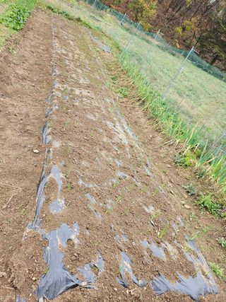 이원복님의 11월 내 작물 자랑하기 · 참여글 작성글 사진