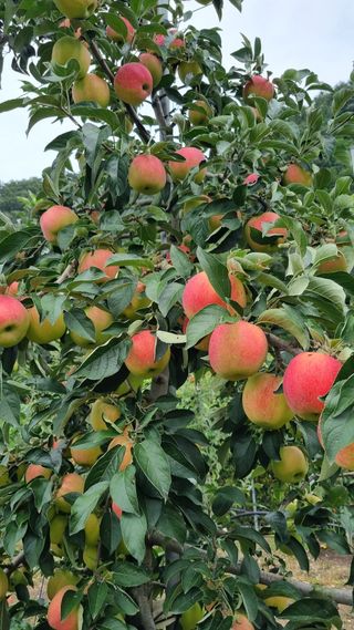 사과20730님의 사과 · 수확 작성글 사진