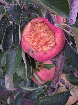 사과20730님의 사과 · 수확 작성글 사진