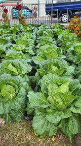 팜모닝 11월 내 작물 자랑하기·참여글 게시글 이미지