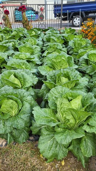 마늘님의 11월 내 작물 자랑하기 · 참여글 작성글 사진