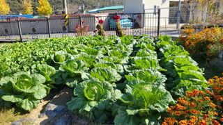 마늘님의 11월 내 작물 자랑하기 · 참여글 작성글 사진