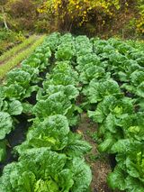 팜모닝 자유주제·자유게시판 게시글 이미지