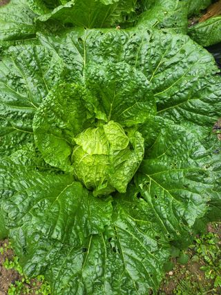 세종키다리님의 자유주제 · 자유게시판 작성글 사진