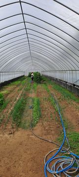 팜모닝 고추·영농일지 게시글 이미지