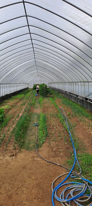 용호님의 고추 · 영농일지 작성글 사진