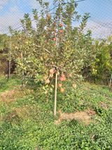 팜모닝 11월 내 작물 자랑하기·참여글 게시글 이미지