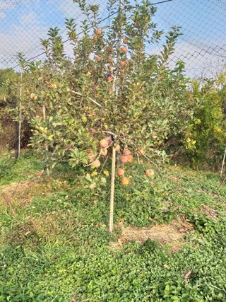 심무재 님의 11월 내 작물 자랑하기 · 참여글 작성글 사진