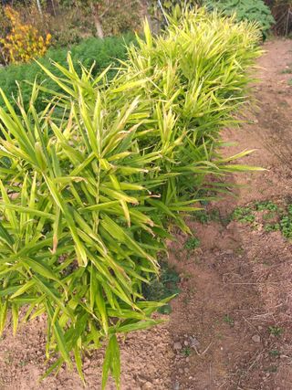 심무재 님의 11월 내 작물 자랑하기 · 참여글 작성글 사진