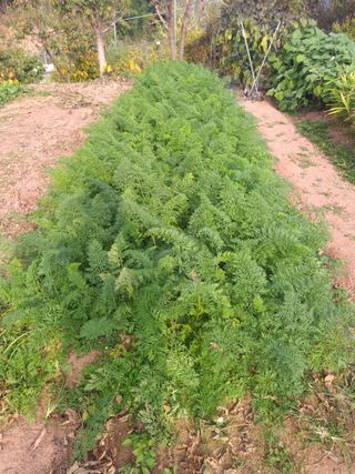 심무재 님의 11월 내 작물 자랑하기 · 참여글 작성글 사진