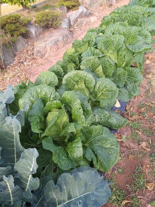 심무재 님의 11월 내 작물 자랑하기 · 참여글 작성글 사진