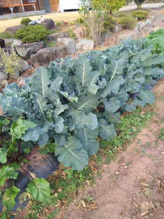 심무재 님의 11월 내 작물 자랑하기 · 참여글 작성글 사진