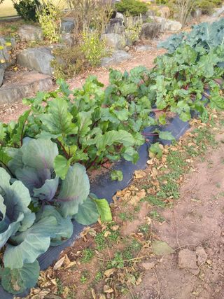 심무재 님의 11월 내 작물 자랑하기 · 참여글 작성글 사진