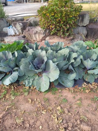 심무재 님의 11월 내 작물 자랑하기 · 참여글 작성글 사진