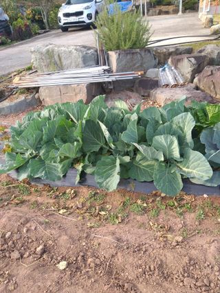 심무재 님의 11월 내 작물 자랑하기 · 참여글 작성글 사진