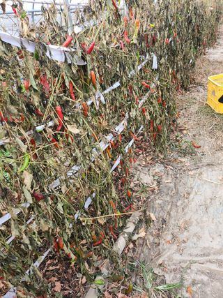 윤정숙님의 고추 · 영농일지 작성글 사진