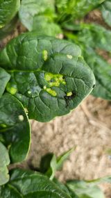 팜모닝 시금치·병해충상담 게시글 이미지