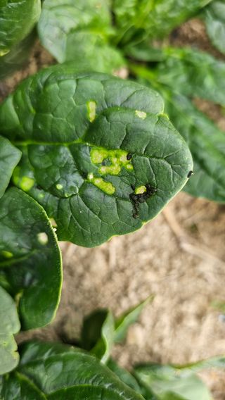 양동식님의 시금치 · 병해충상담 작성글 사진