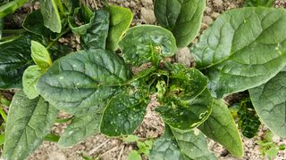 양동식님의 시금치 · 병해충상담 작성글 사진