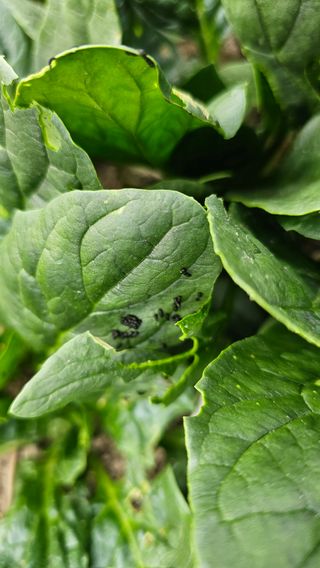 양동식님의 시금치 · 병해충상담 작성글 사진