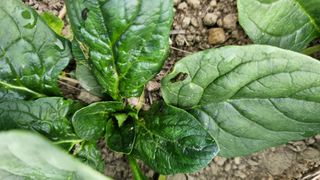 양동식님의 시금치 · 병해충상담 작성글 사진