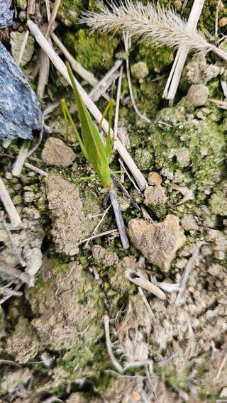 양동식님의 시금치 · 병해충상담 작성글 사진
