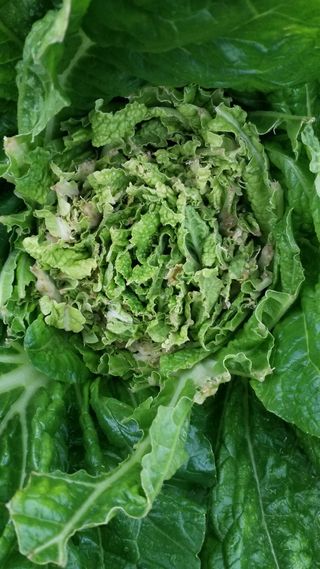 김서현님의 배추 · 병해충상담 작성글 사진