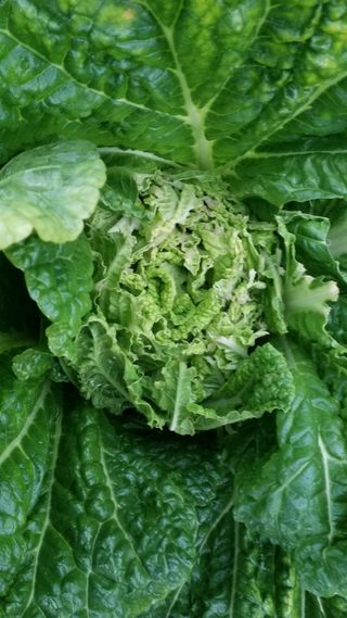 김서현님의 배추 · 병해충상담 작성글 사진