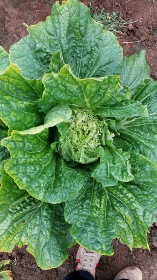 김서현님의 배추 · 병해충상담 작성글 사진