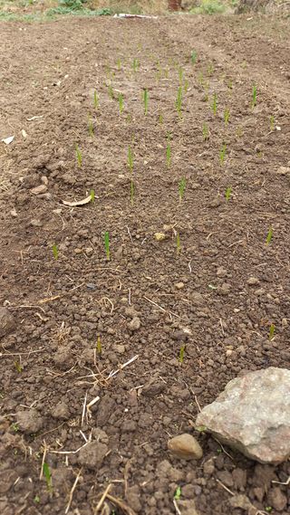 초보 구찌뽕님의 마늘 · 비료•농약 작성글 사진