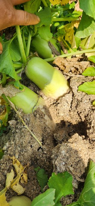 박희영님의 11월 내 작물 자랑하기 · 참여글 작성글 사진