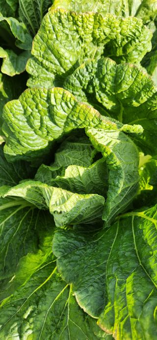 박희영님의 11월 내 작물 자랑하기 · 참여글 작성글 사진