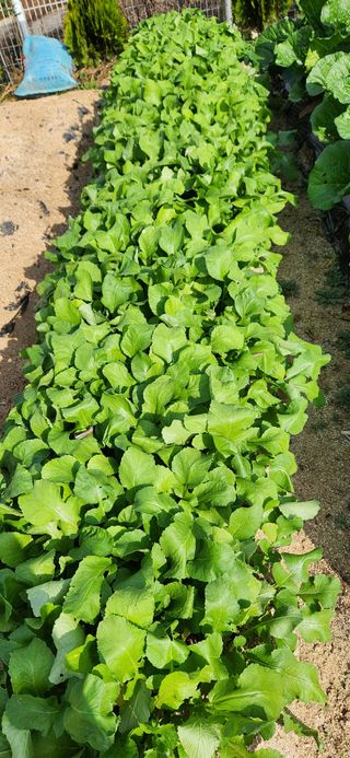 박희영님의 11월 내 작물 자랑하기 · 참여글 작성글 사진