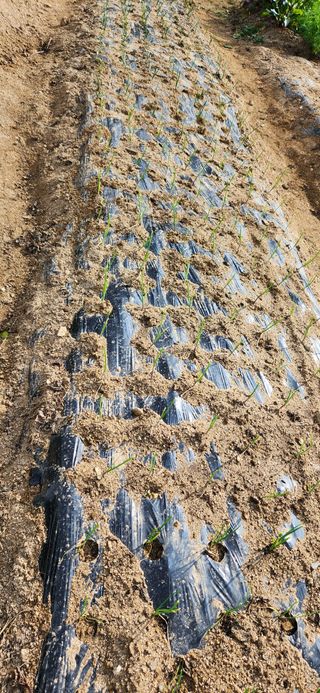 박희영님의 11월 내 작물 자랑하기 · 참여글 작성글 사진