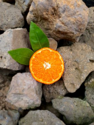 선물차롱님의 11월 내 작물 자랑하기 · 참여글 작성글 사진