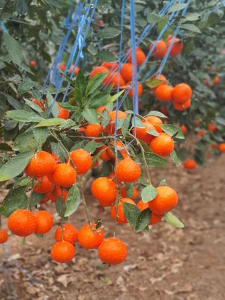 선물차롱님의 11월 내 작물 자랑하기 · 참여글 작성글 사진