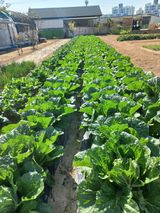 팜모닝 11월 내 작물 자랑하기·참여글 게시글 이미지