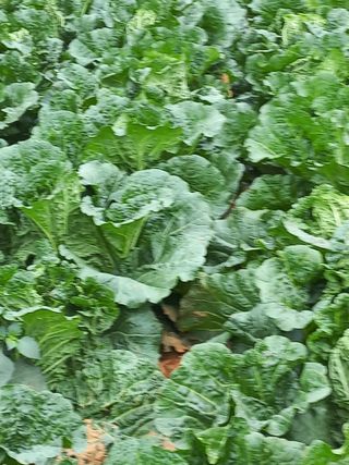 김경란님의 11월 내 작물 자랑하기 · 참여글 작성글 사진