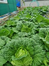 팜모닝 11월 내 작물 자랑하기·참여글 게시글 이미지