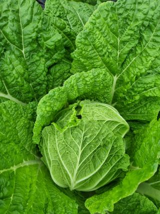 정의학님의 11월 내 작물 자랑하기 · 참여글 작성글 사진