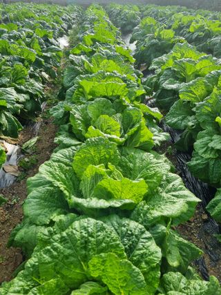 정의학님의 11월 내 작물 자랑하기 · 참여글 작성글 사진