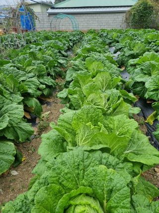 정의학님의 11월 내 작물 자랑하기 · 참여글 작성글 사진