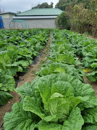 정의학님의 11월 내 작물 자랑하기 · 참여글 작성글 사진