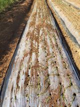 팜모닝 기타작물·자유게시판 게시글 이미지