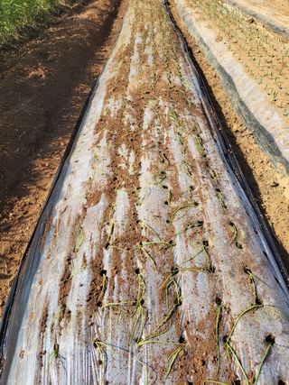 태 야님의 기타작물 · 자유게시판 작성글 사진